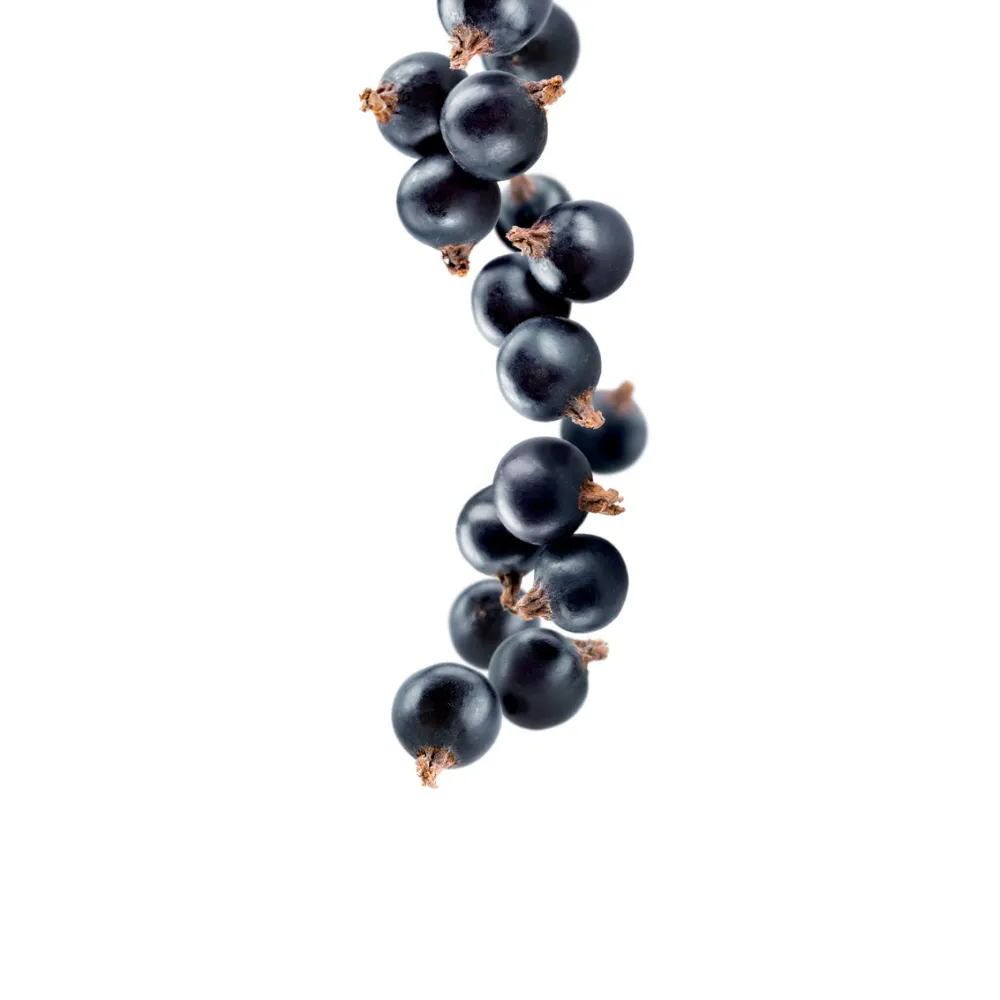 Blackcurrant Syrup 1 l